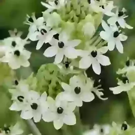 Arabicum